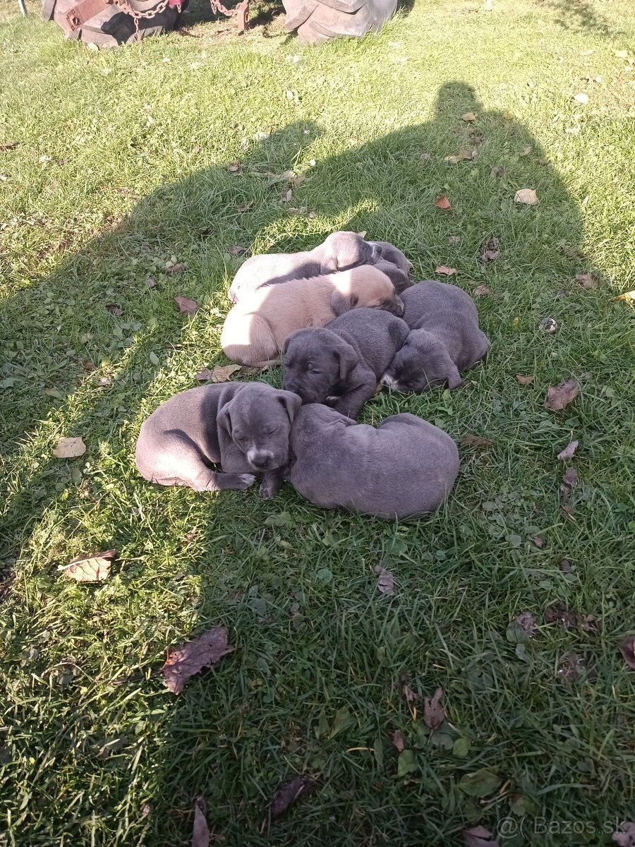 Cane Corso