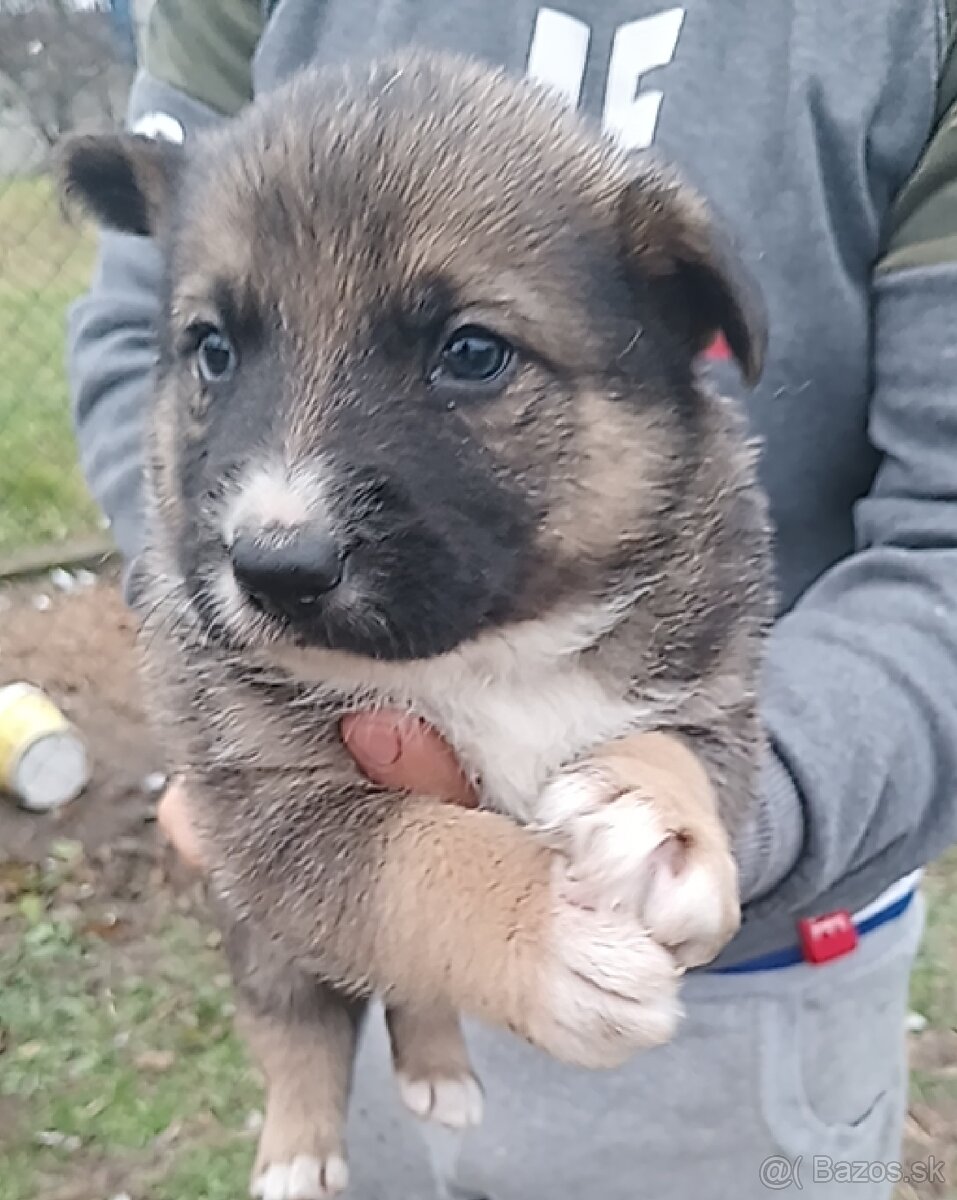 Ponukame k odberu šteňatá nemeckeho vlčiaka