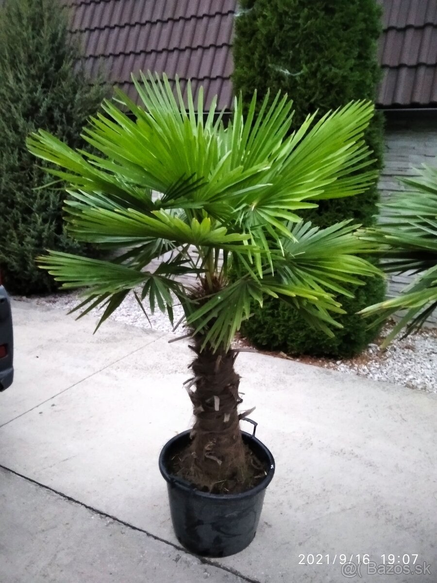 Mrazuvzdorne palmy - Trachycarpus Fortunei