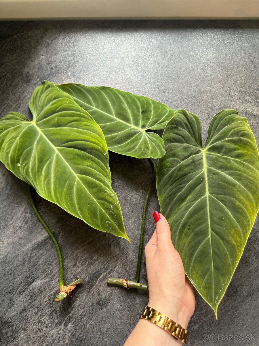 Philodendron Splendid