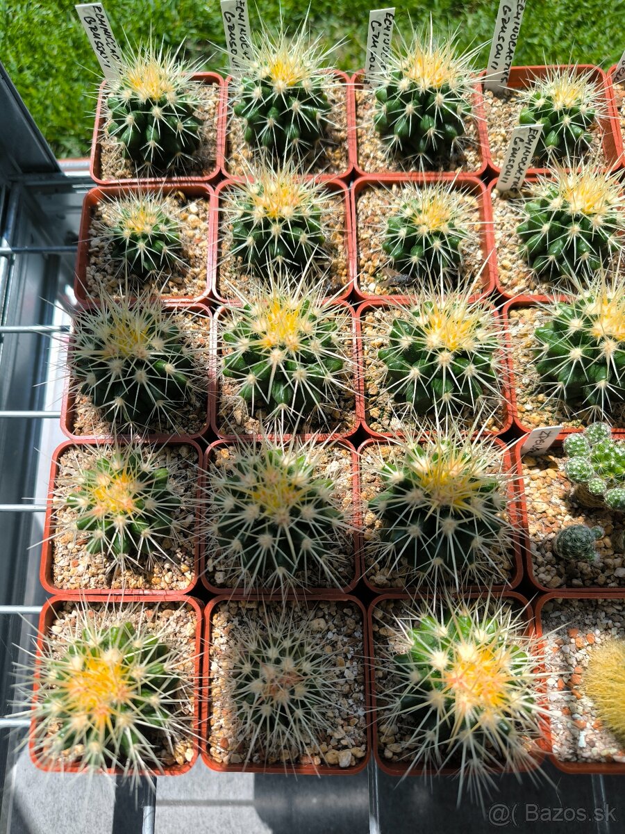 Kaktus Echinocactus grusonii