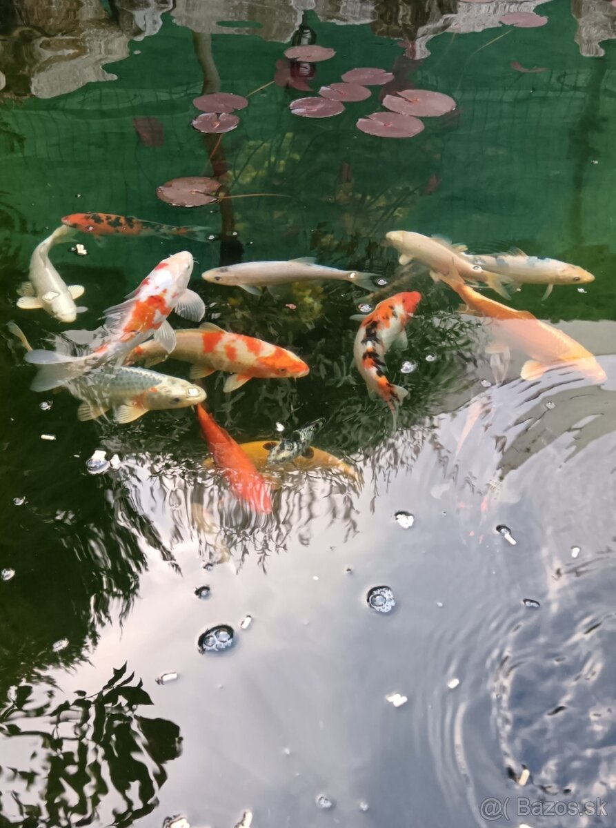 Koi kapre 30-35cm