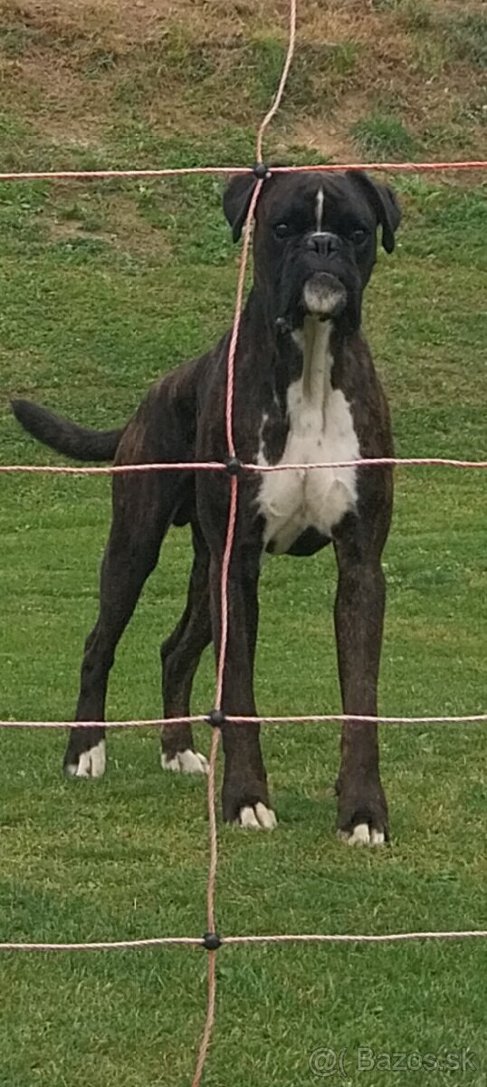 Nemecký boxer