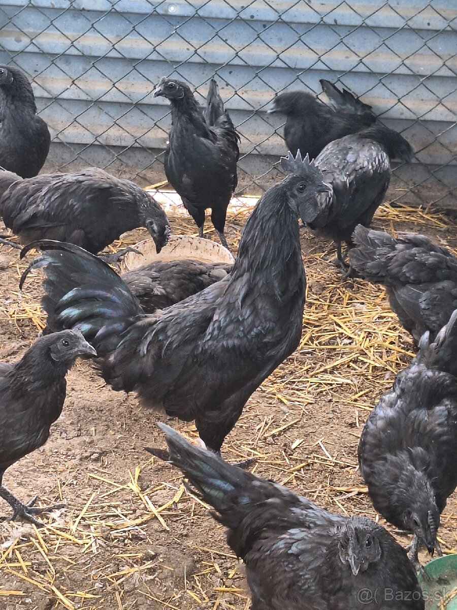 Nasadove vajcia čistokrvnej hydiny Ayam Cemani