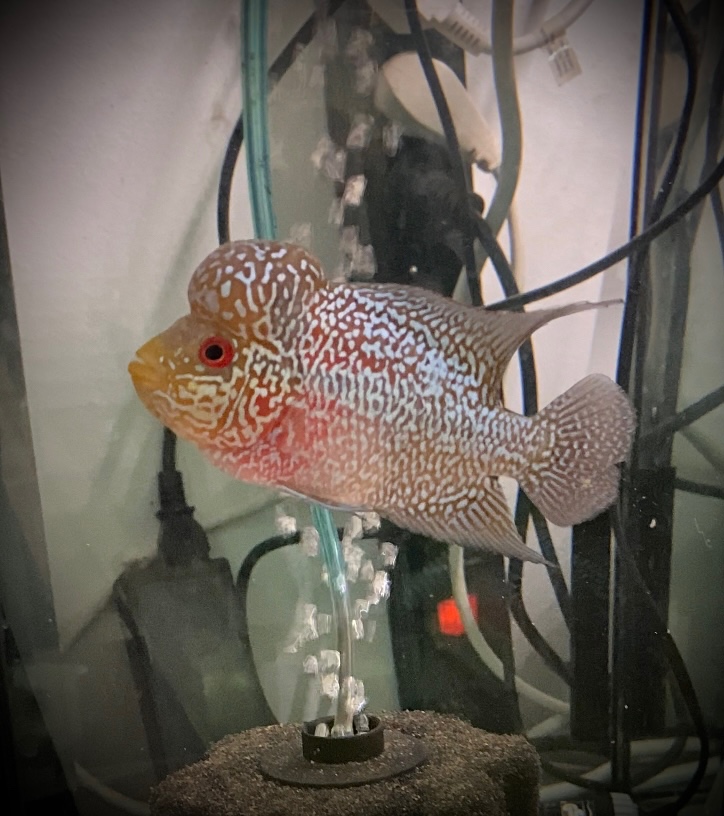 Flowerhorn samec č.2