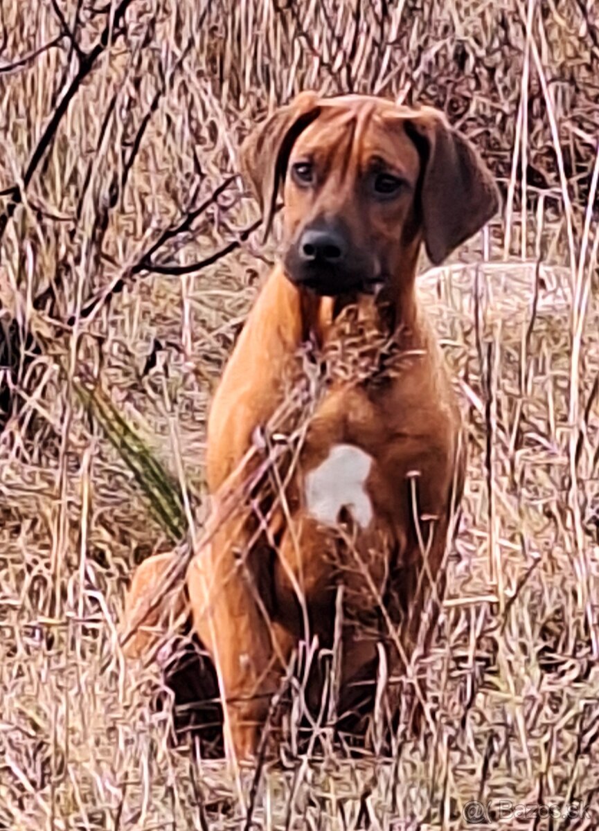 Rhodesian Ridgeback