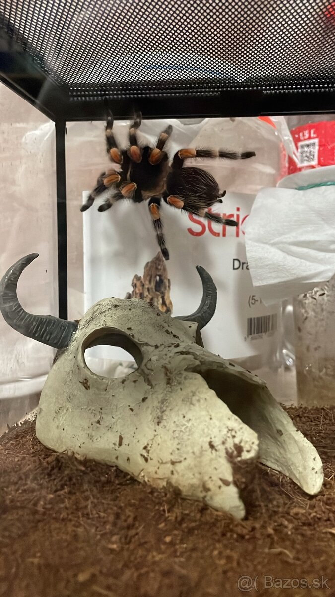 Brachypelma smithi