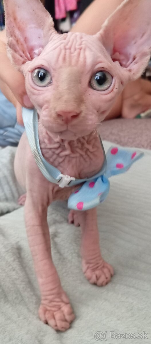 Sphynx mačiatka