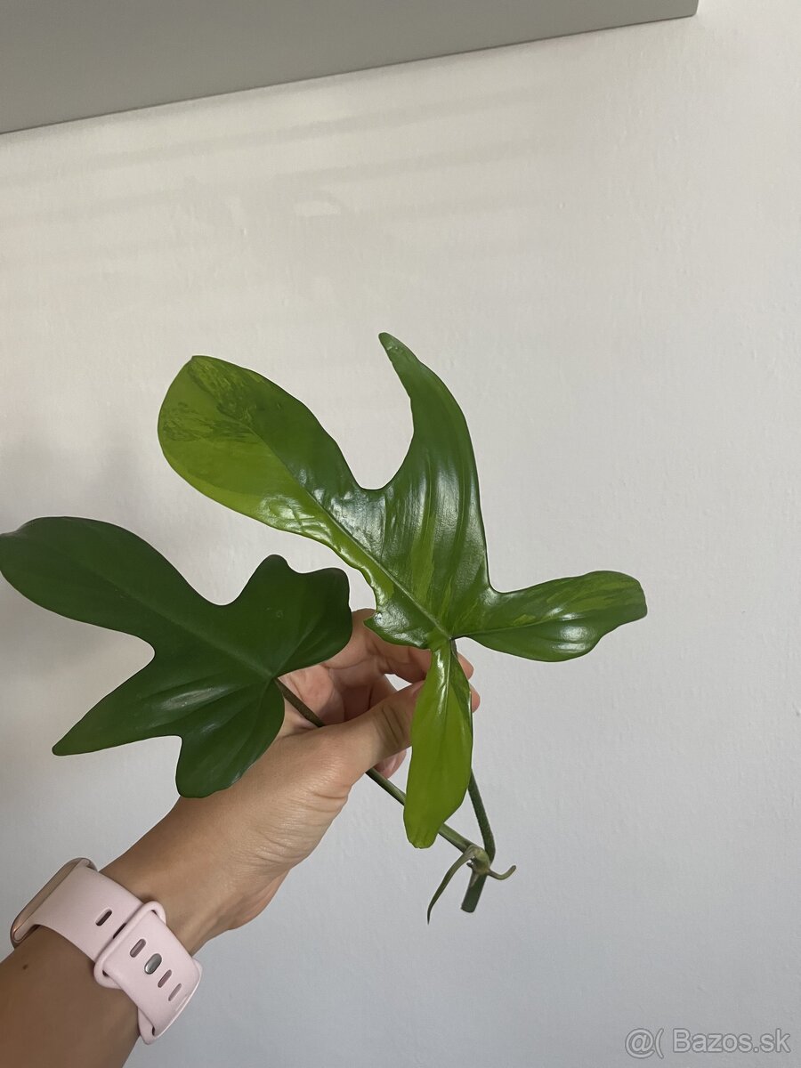 Philodendron florida beauty