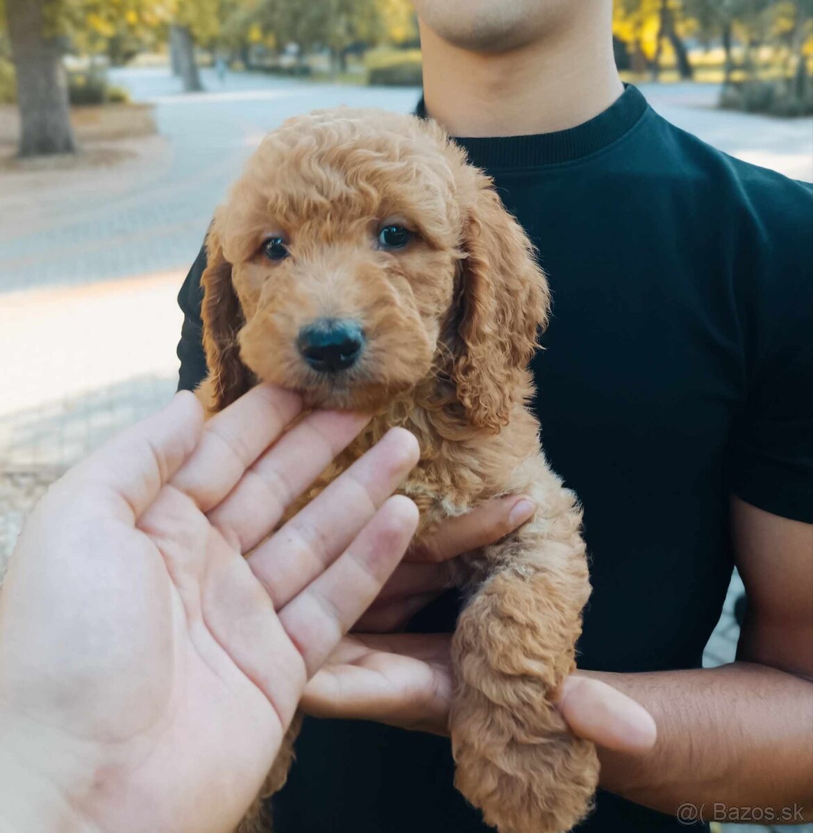 Goldendoodle