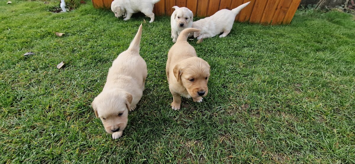 Zlatý retriever