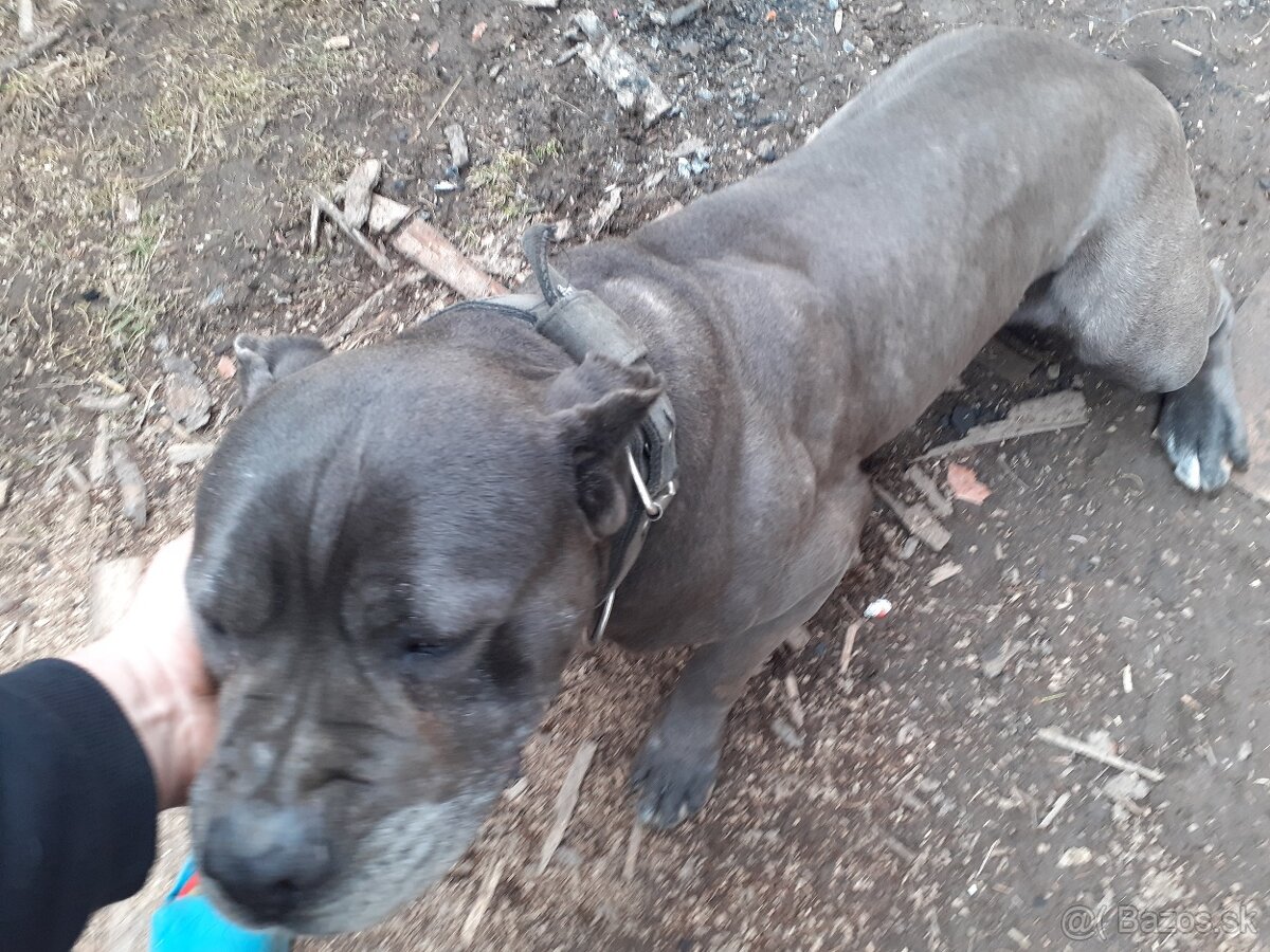 Darujem cane corso