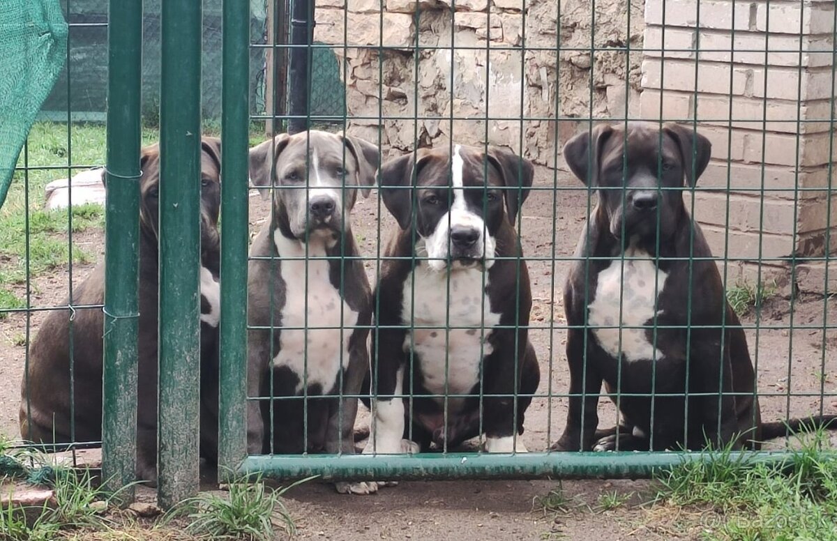 Štěňata American Bully Xl - XXL Bloodline DDK9