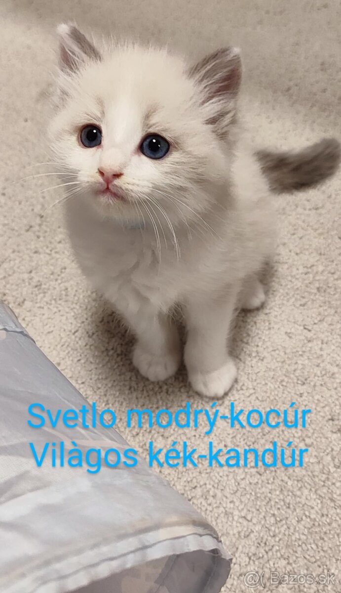 Ragdoll mačiatká bez pp