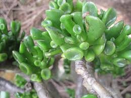 Ponúkam Tučnolist - Crassula ovata ´Gollum