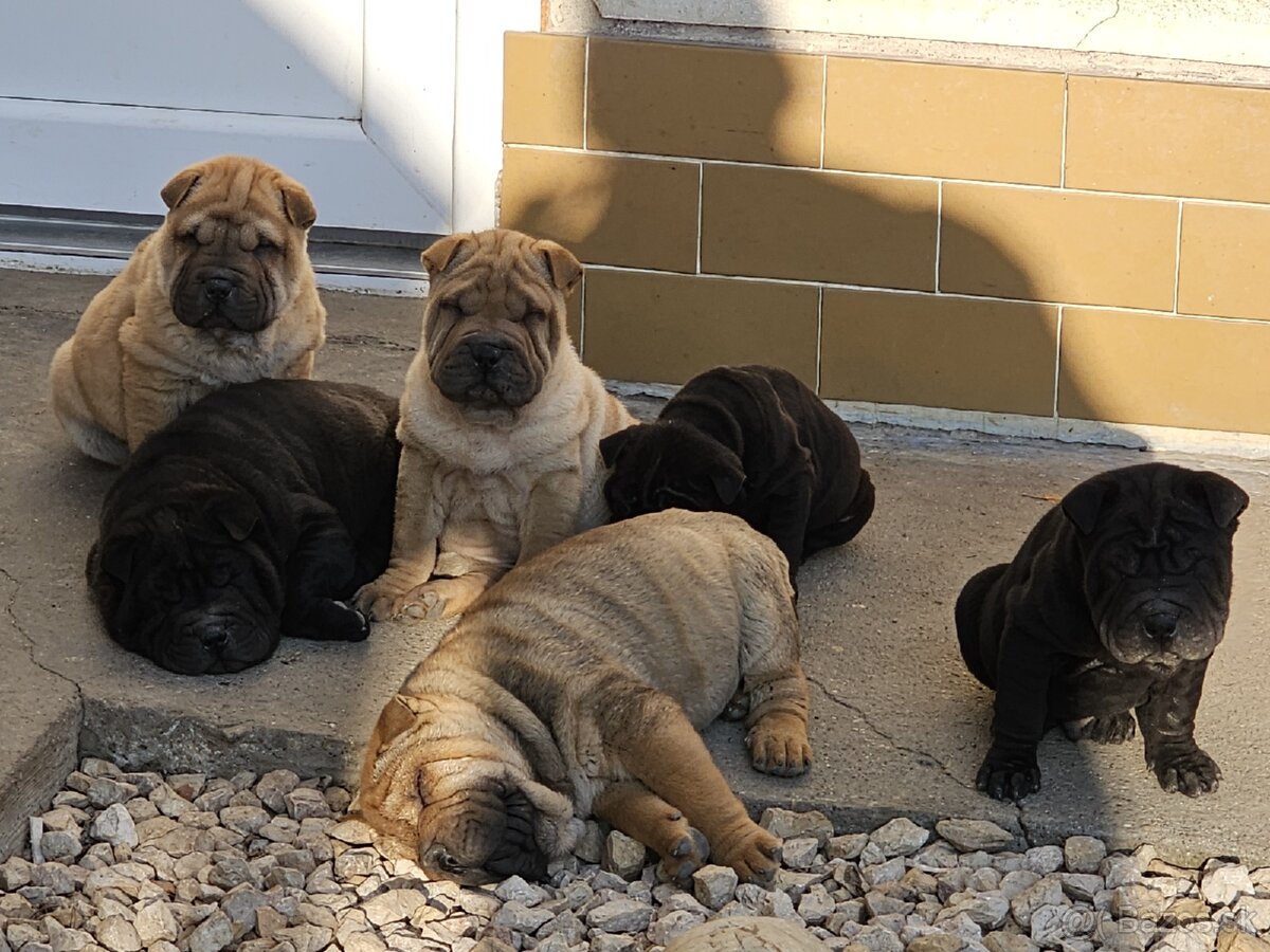 Shar-pei , šarpej,sharpej,sarpej,sarpei šteniatká