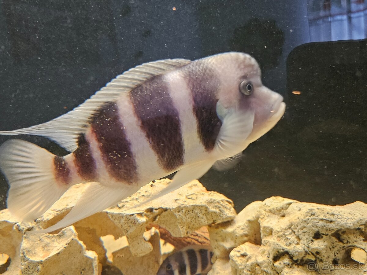 Cyphotilapia frontosa