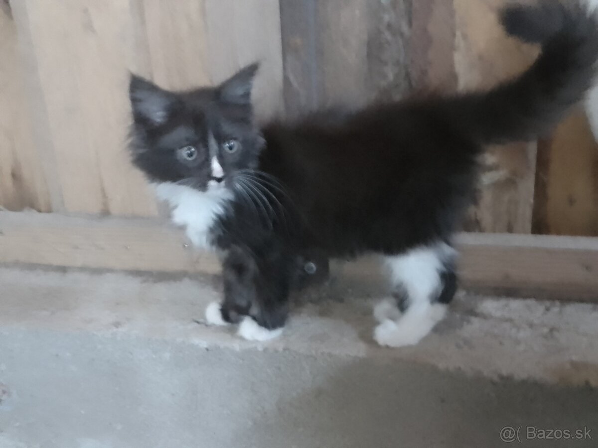 Maine coon (Manilska Myvalia)