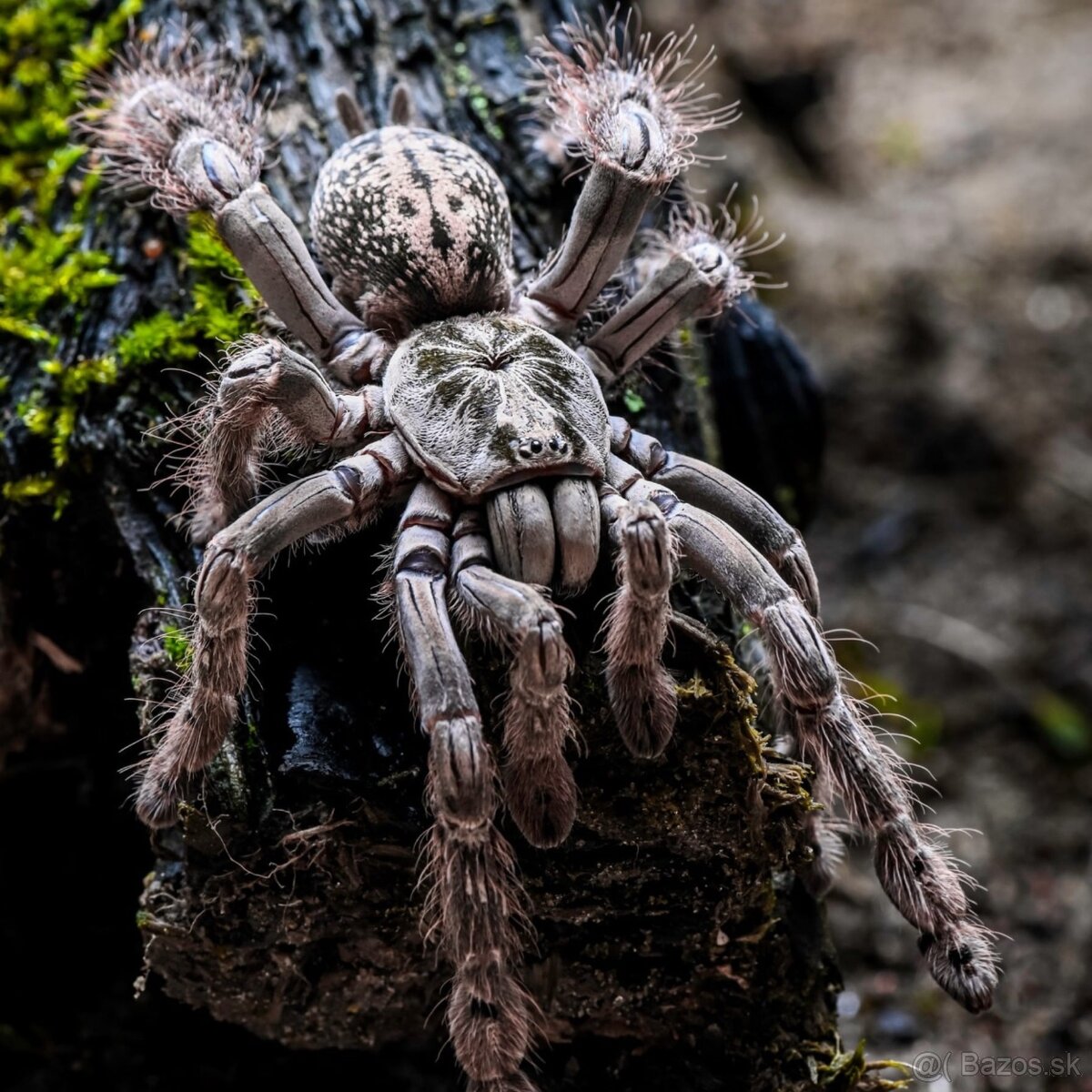 Tarantula Heteroscodra maculata