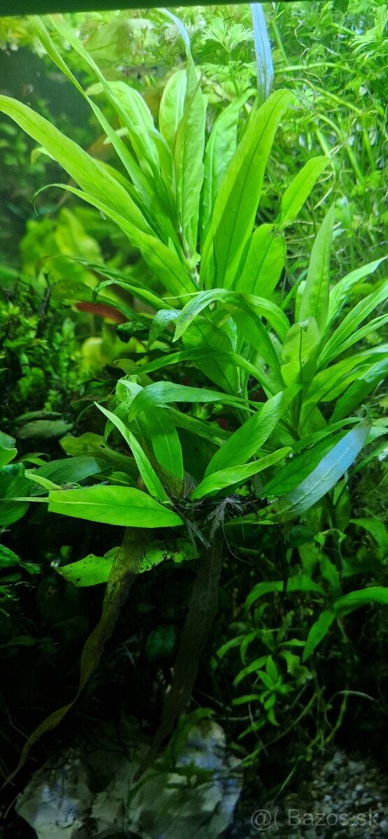 Hygrophila corymbosa