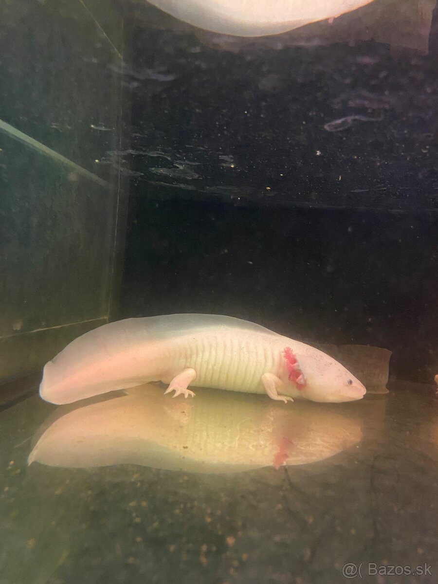 Axolotl mexicky