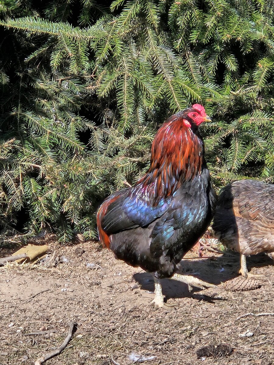 Kohuty araucana