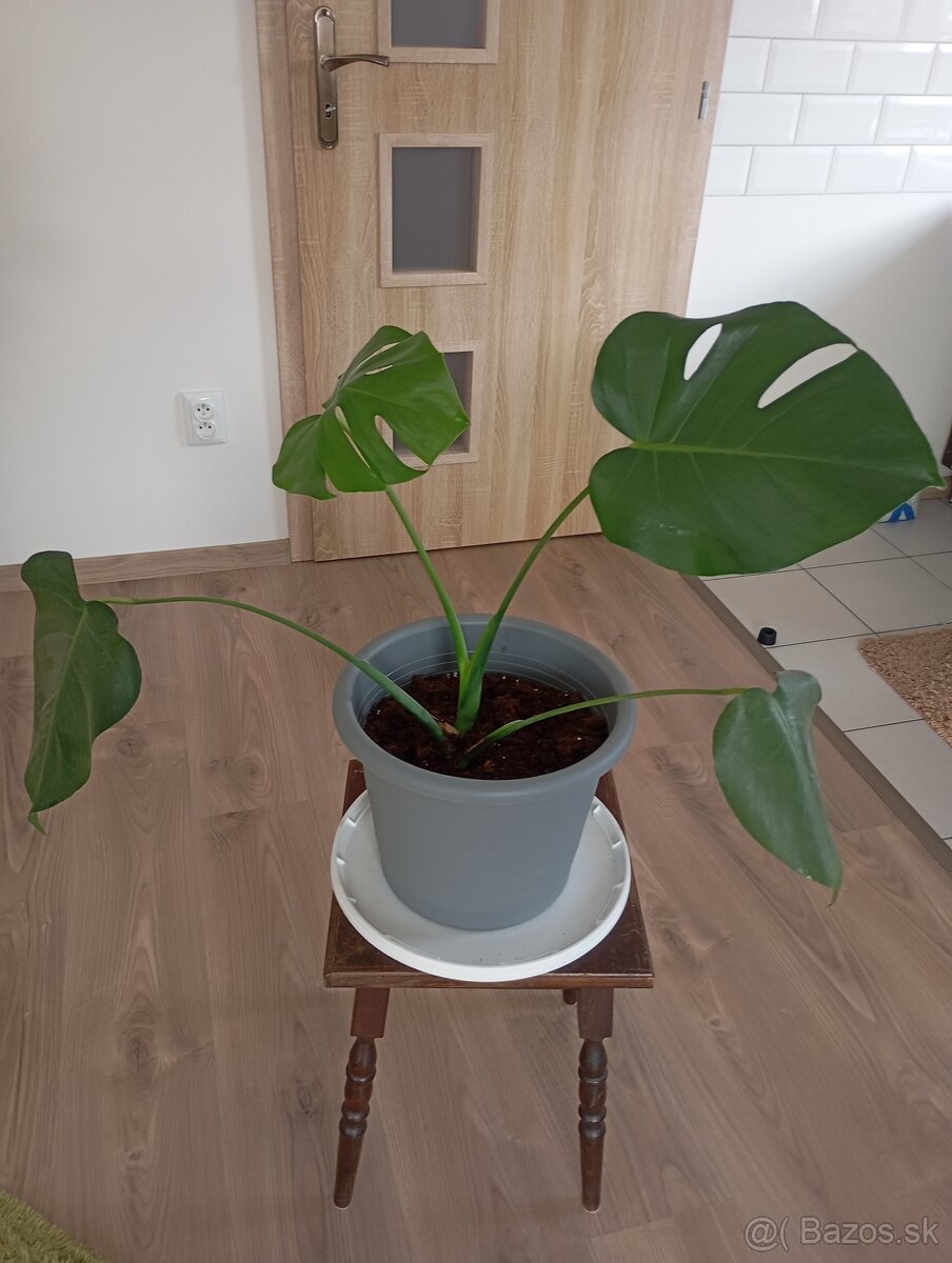 Monstera deliciosa