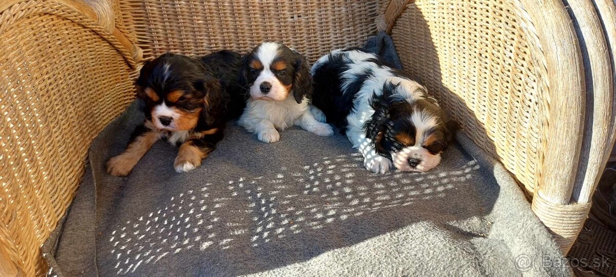 cavalier king charles spaniel