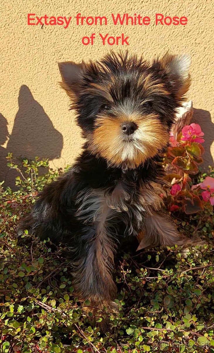 Yorkshire terrier - sučky s PP