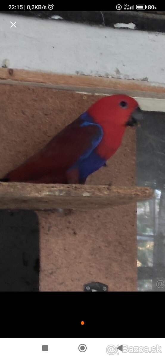 Eclectus Polychloros