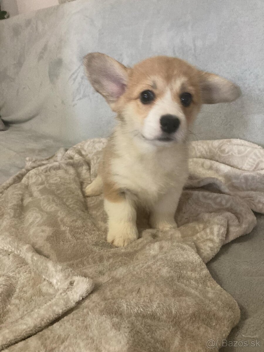 Pembroke Welsh Corgi