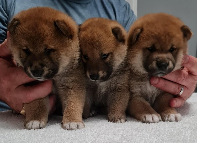 Šteniatka Shiba Inu sú teraz k dispozícii