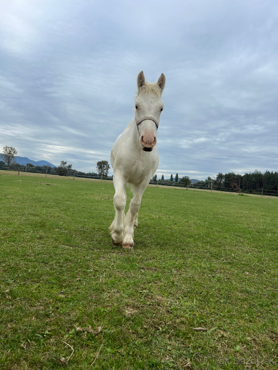 Tradičný Irish cob