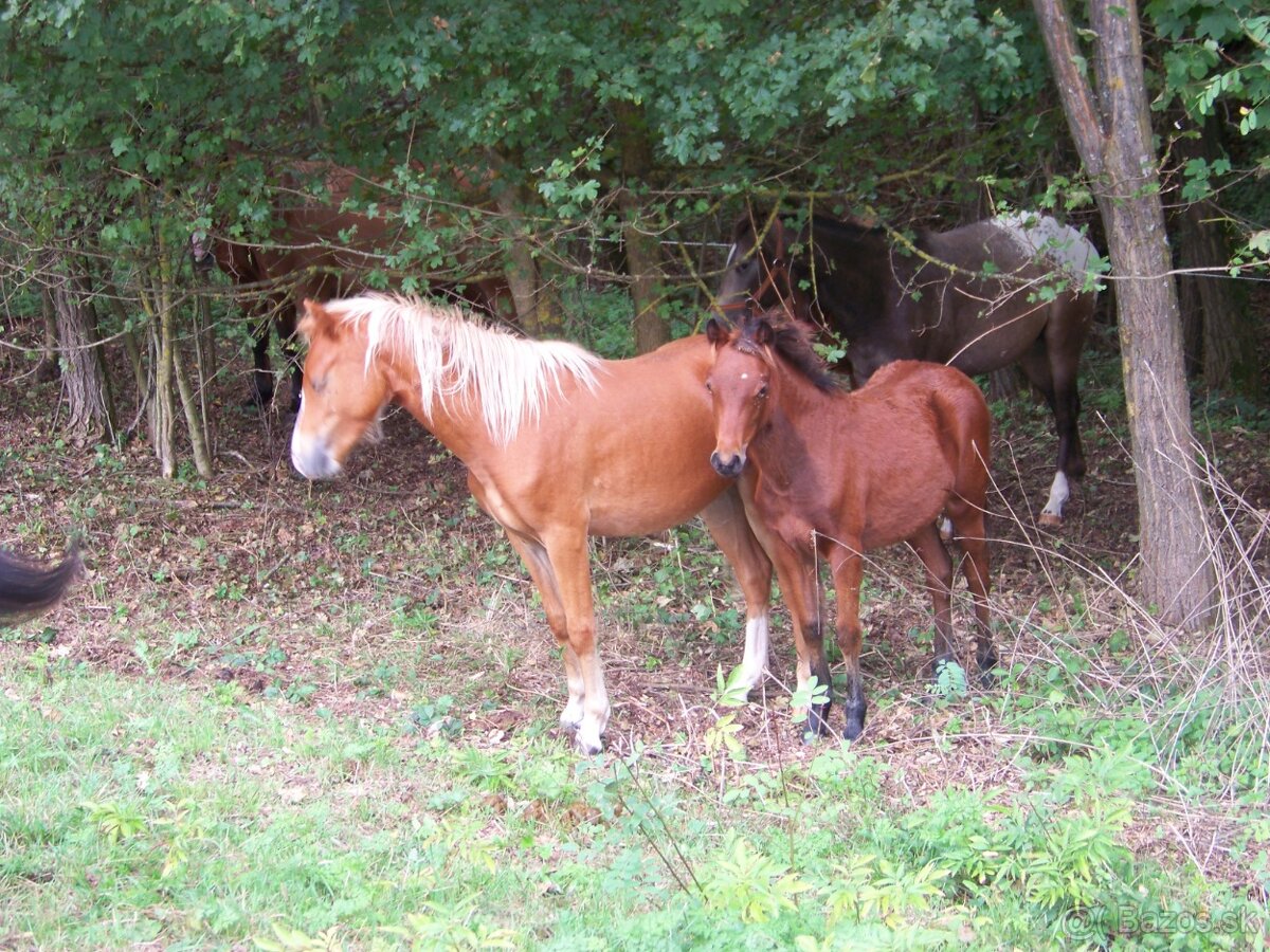 Welsh Pony A/SŠP