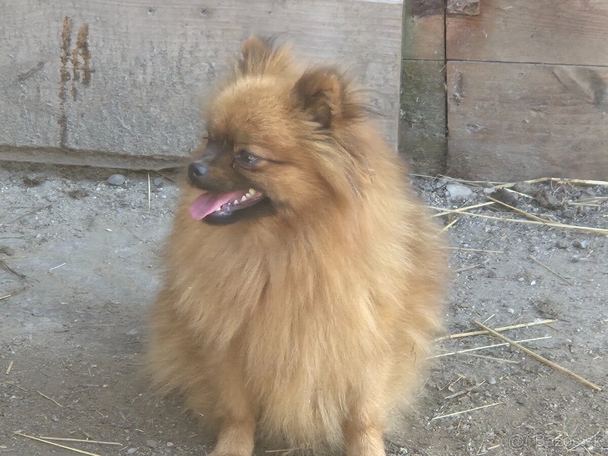 Trpsliči špic pomeranian