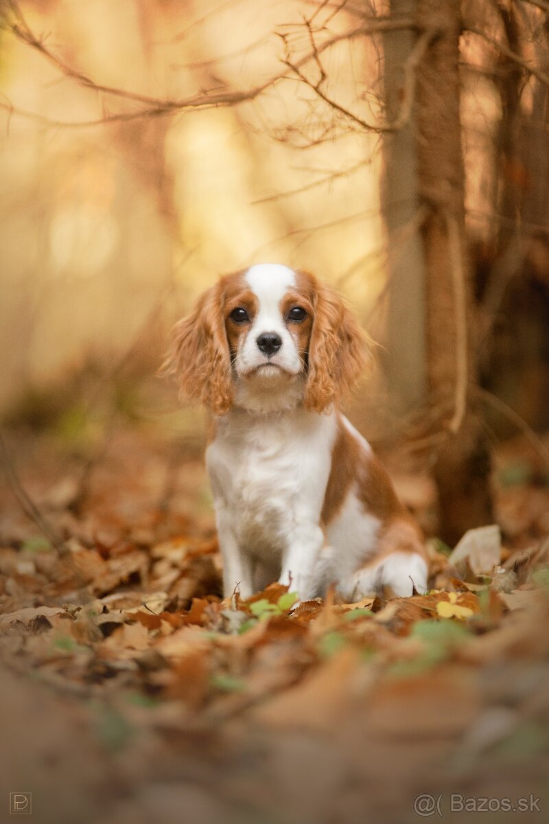 Cavalier King Charles Spaniel