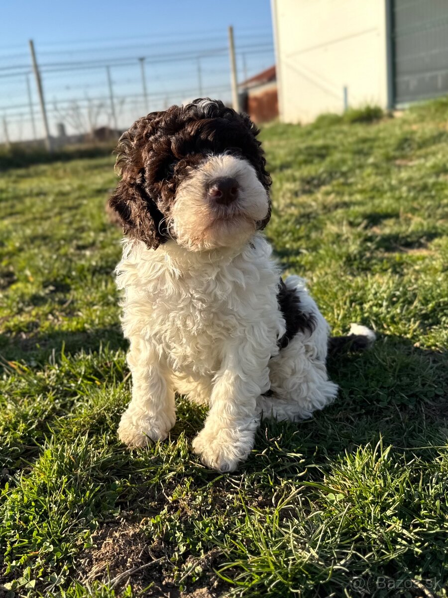 Lagotto romagnolo šteniatka