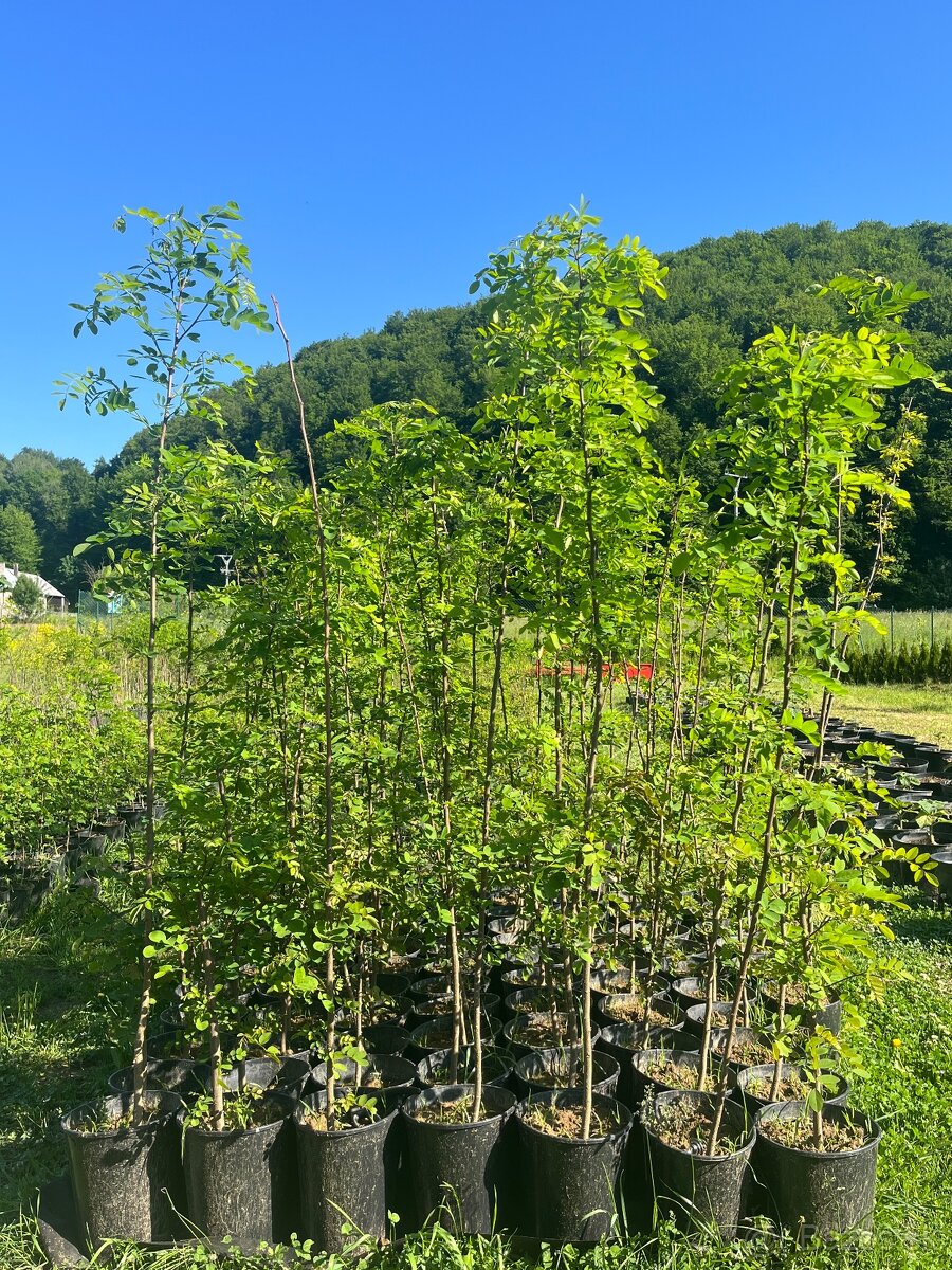 Paulownia- Agat Obelisk vysadte si svoj vlastný les.