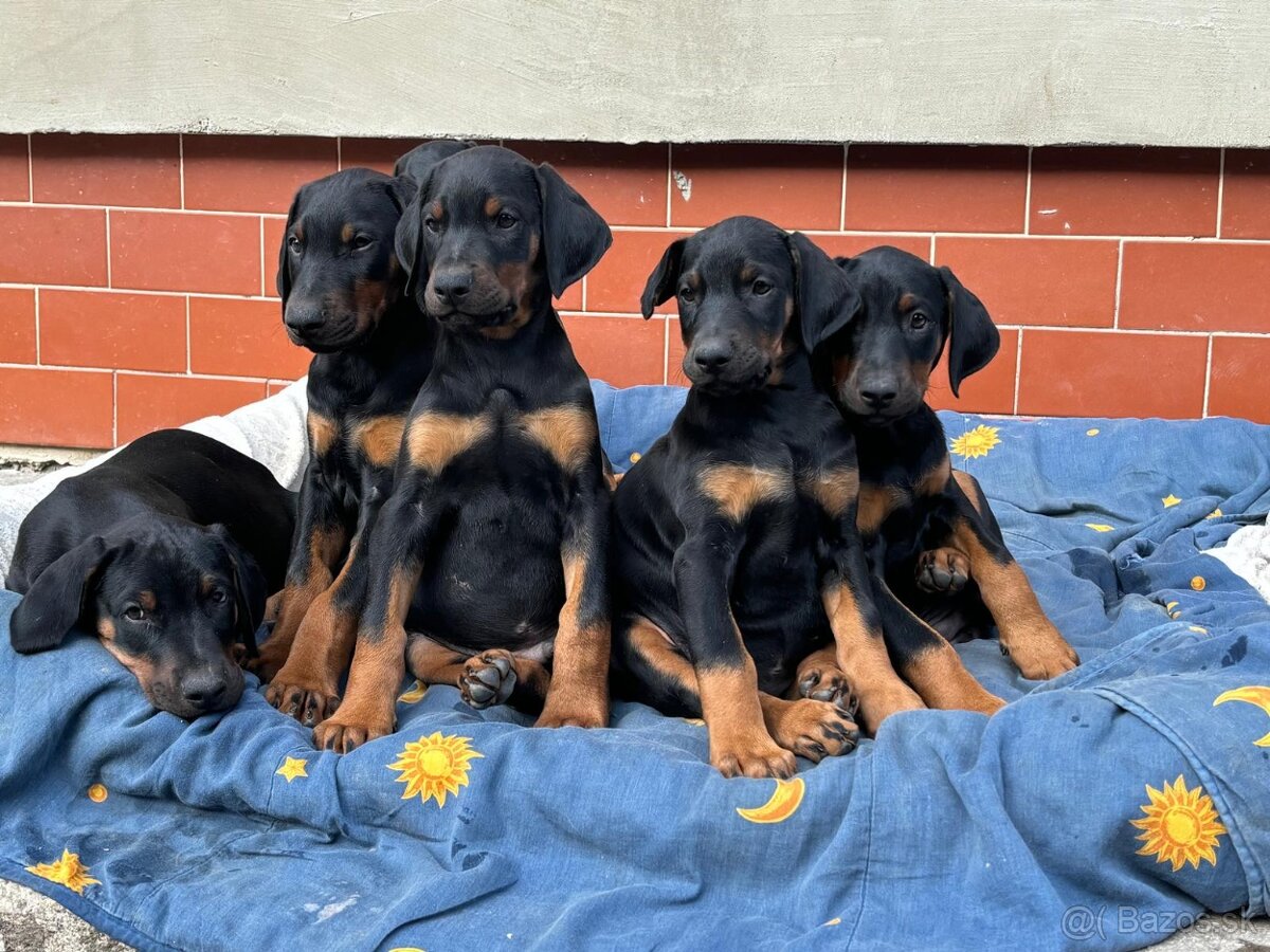 Šteniatka Doberman