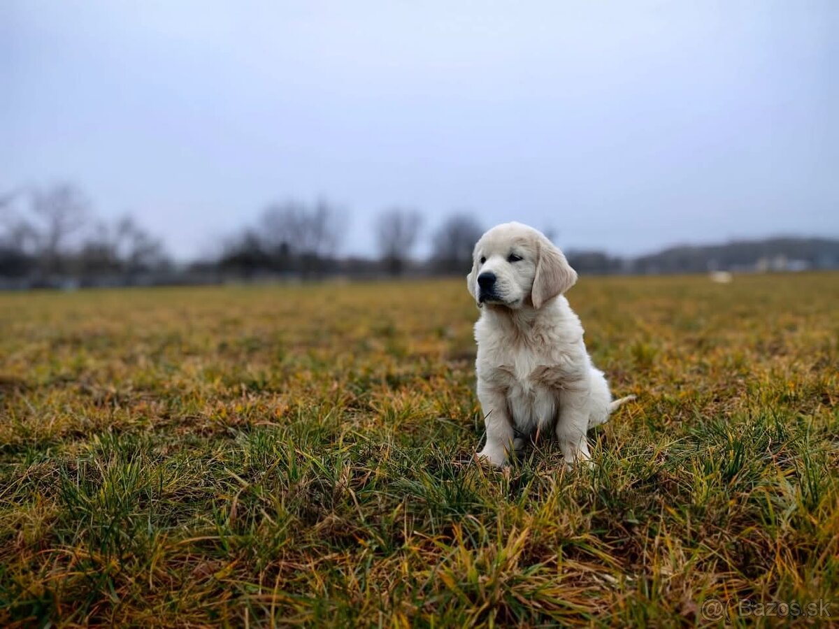 Zlatý retriever - Hledáme ty nej parťáky