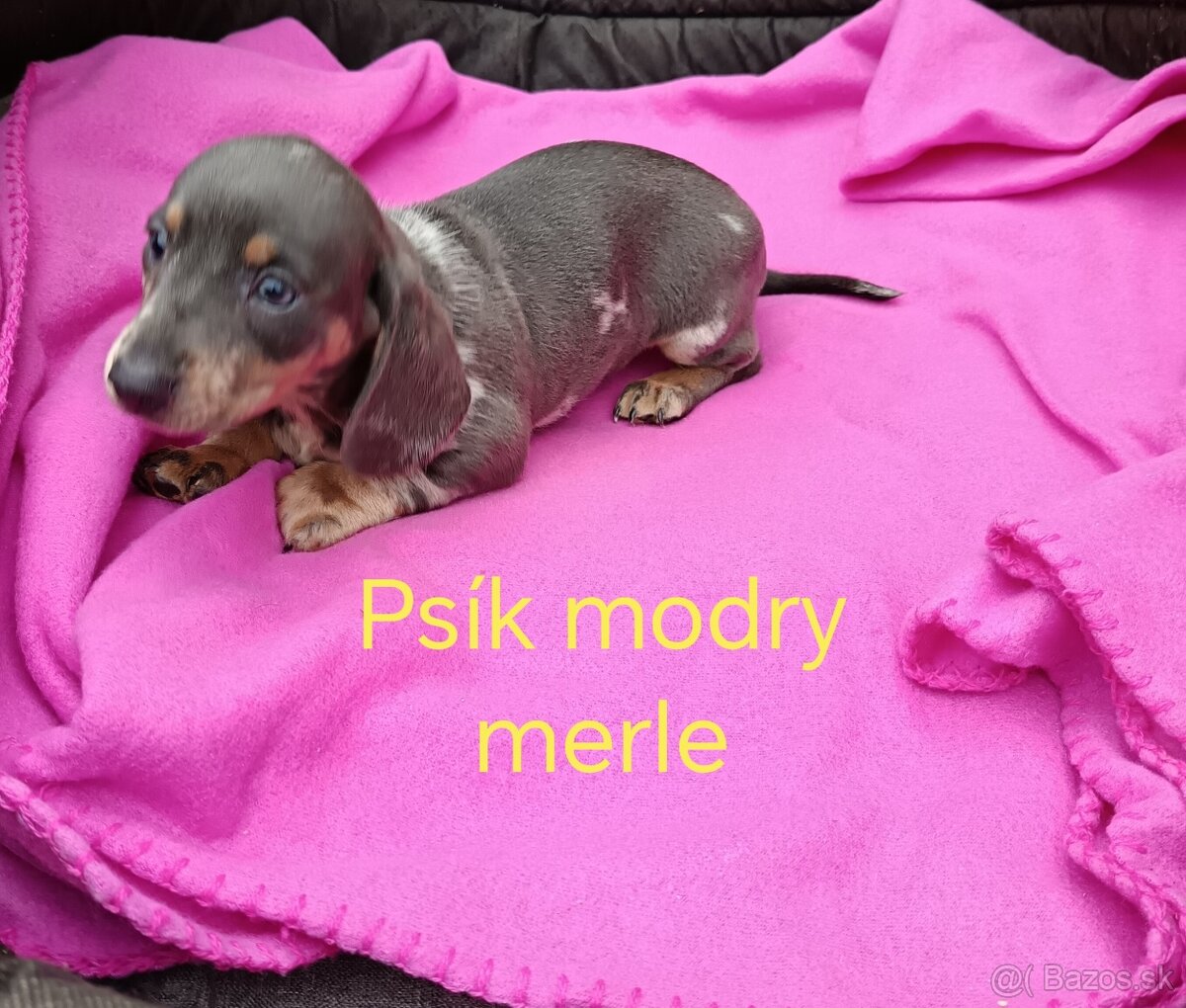 Jazvečík trpaslici cokoladovy, modry merle