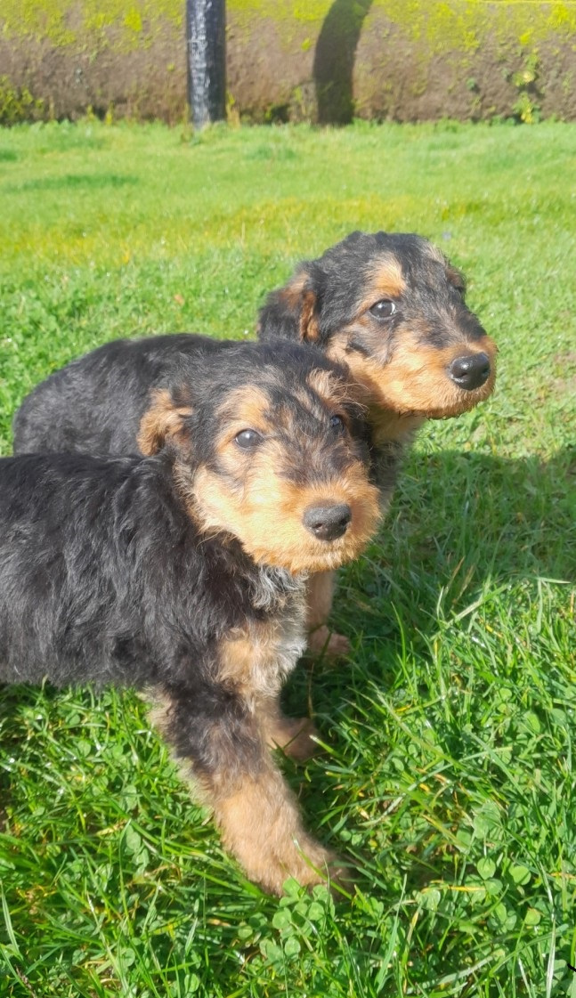 Šteniatka Airedale Terrier, registrácia KC