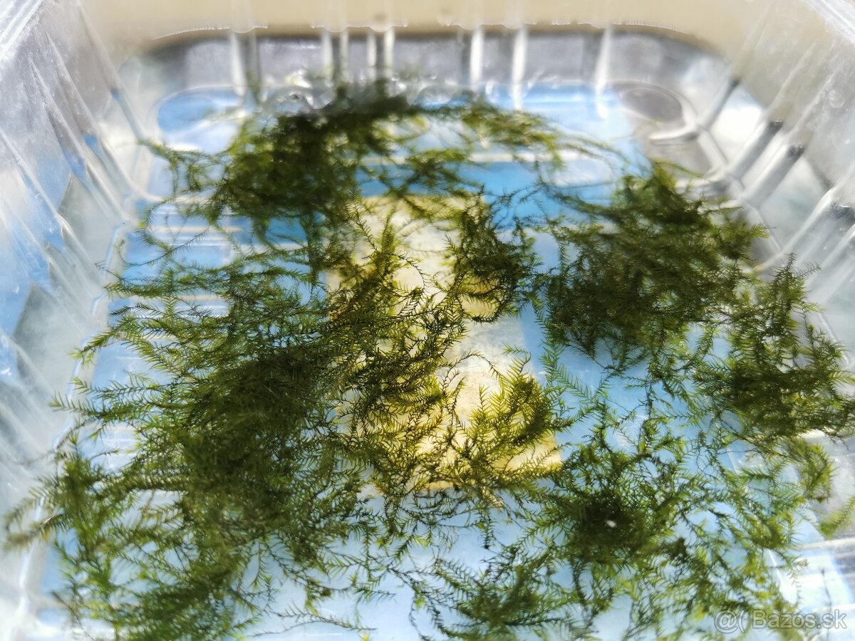 Fissidens fontanus (Phoenix moss)