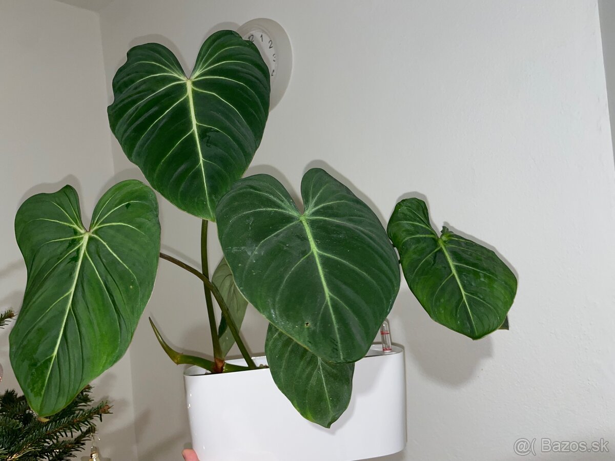 Philodendron gloriosum