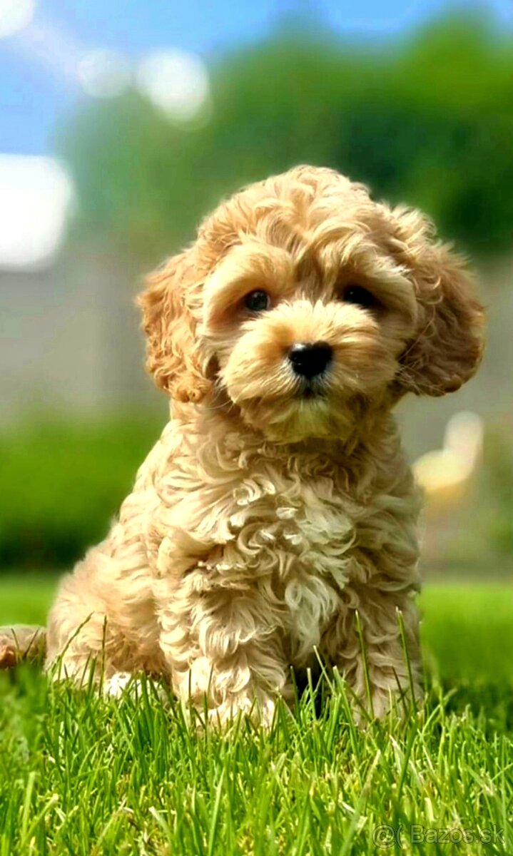 Cockapoo Cavapoo Maltipoo