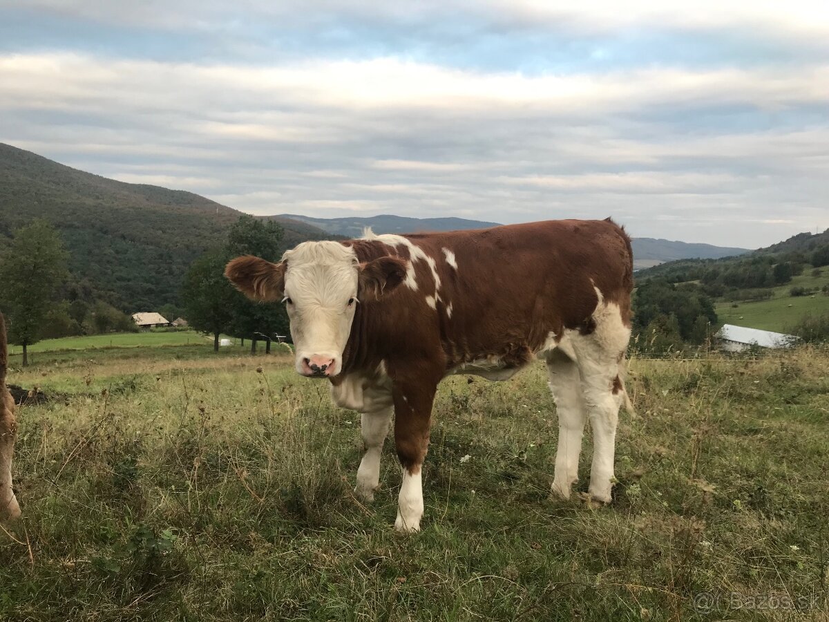 Jalovica Slovenska strakatá