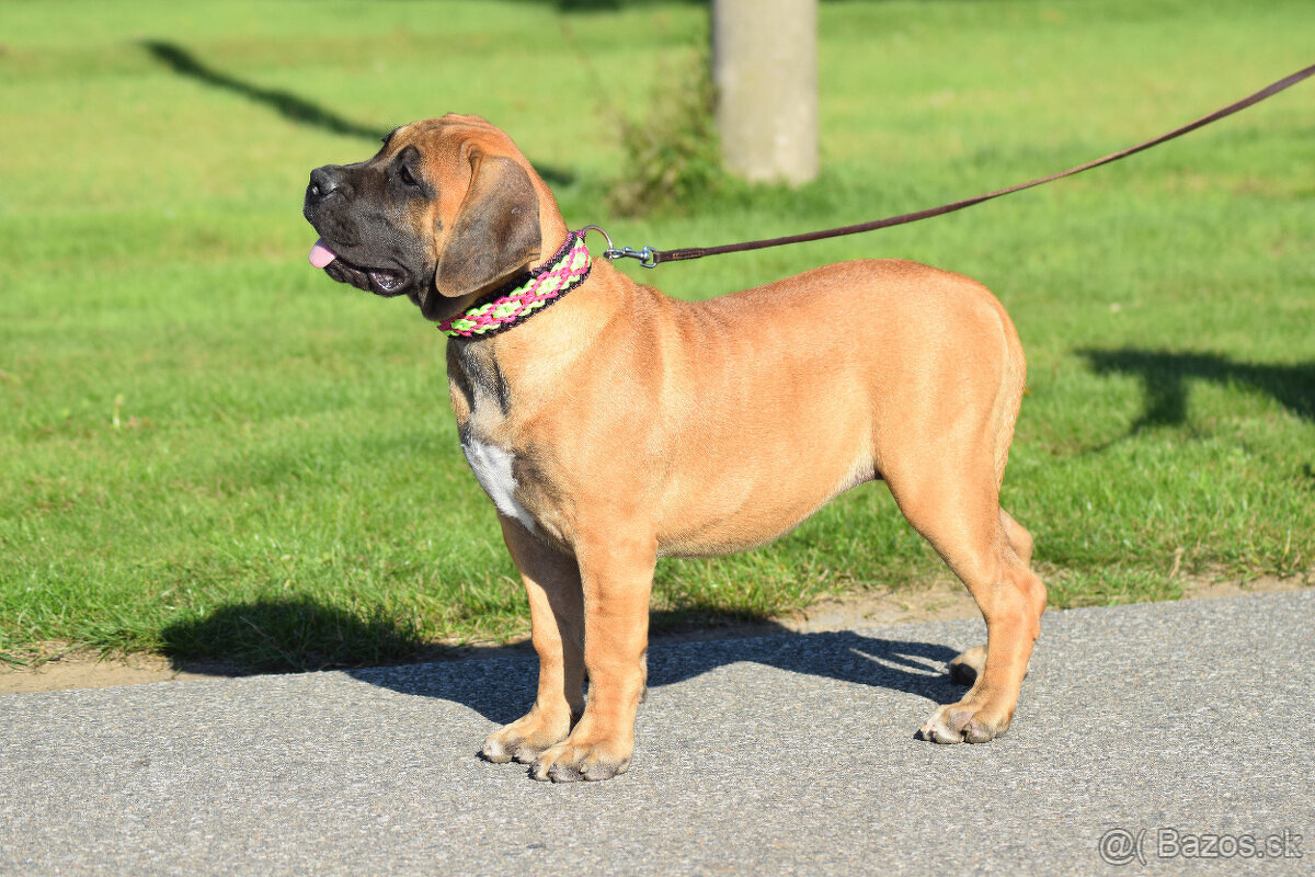 boerboel,  búrský buldok -jihoafrický mastif -feny