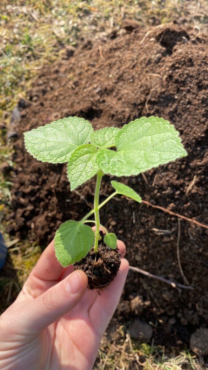 Paulownia