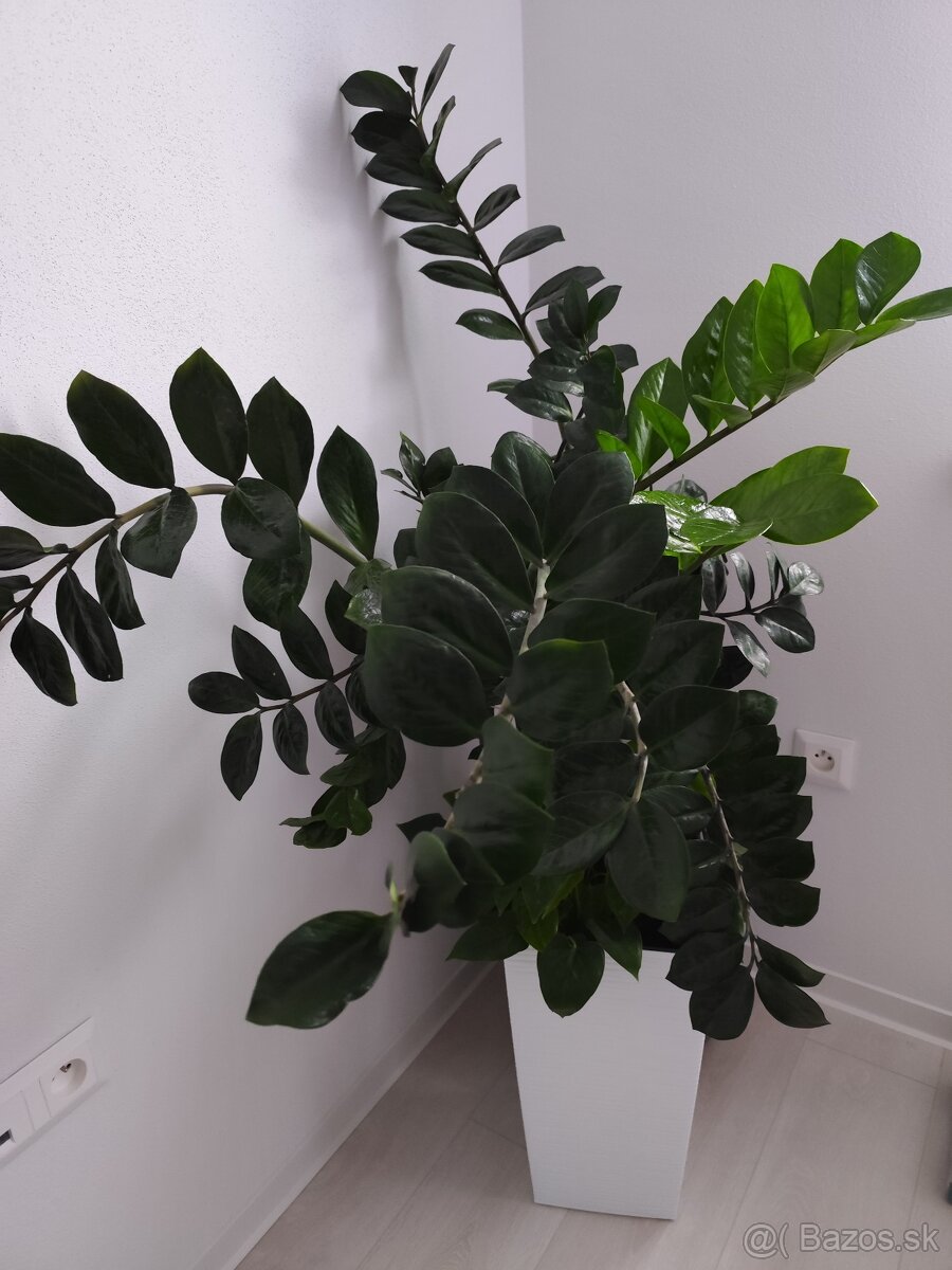 Izbovy kvet zamioculcas