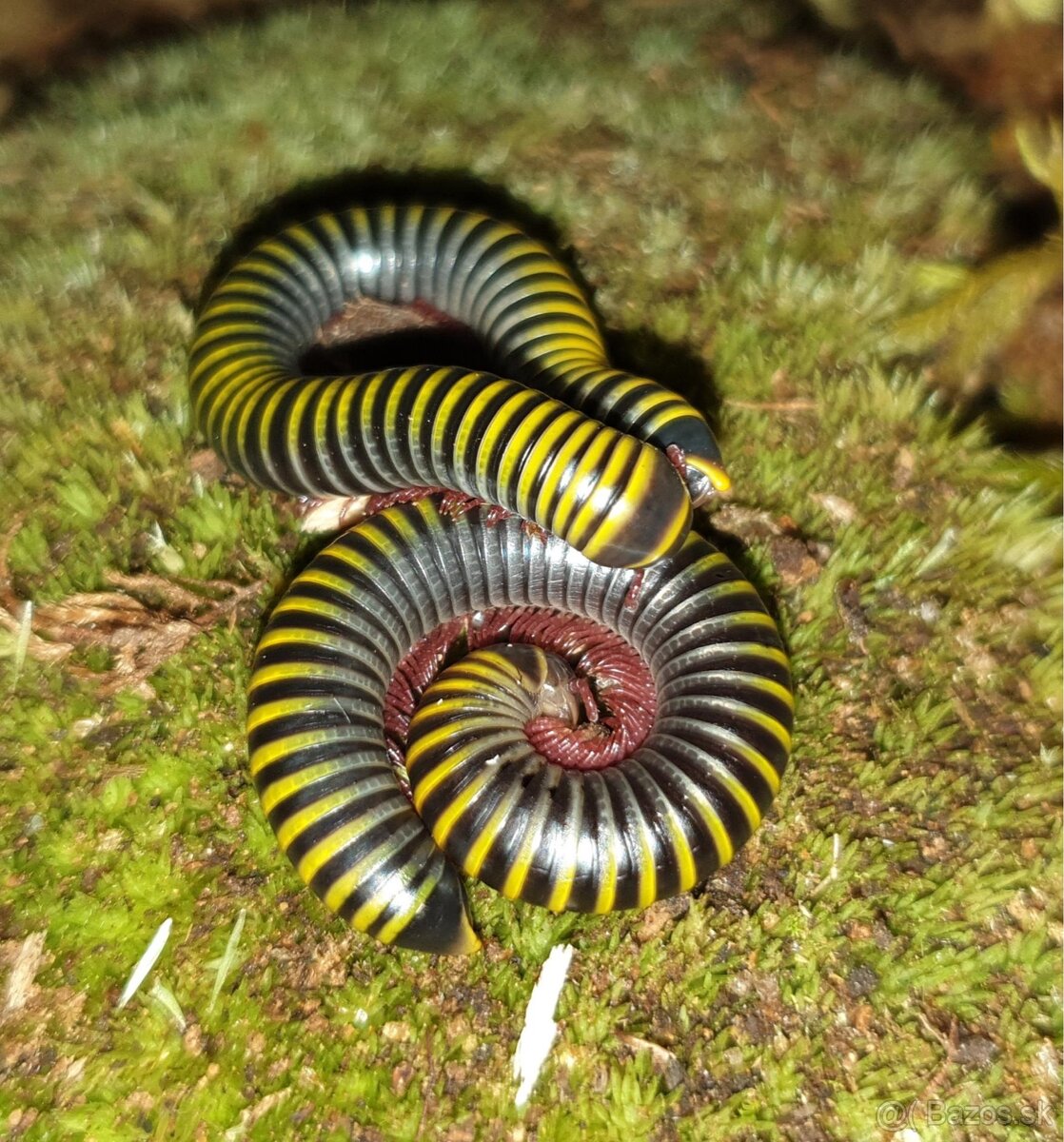 Anadenobolus monilicornis mnohonôžky